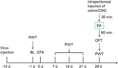 Electroacupuncture Alleviates Chronic Pain-Induced Anxiety Disorders by Regulating the rACC-Thalamus Circuitry